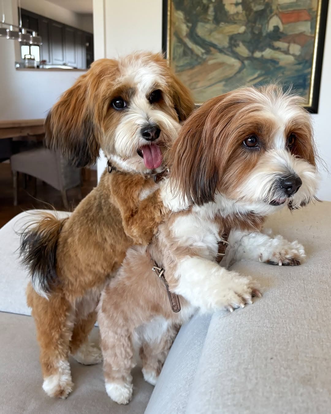 Havanese - Bill & Billy