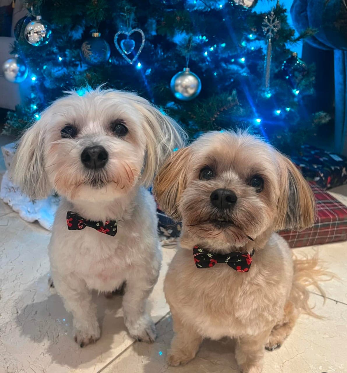 Havanese - Jonesy & cheeky