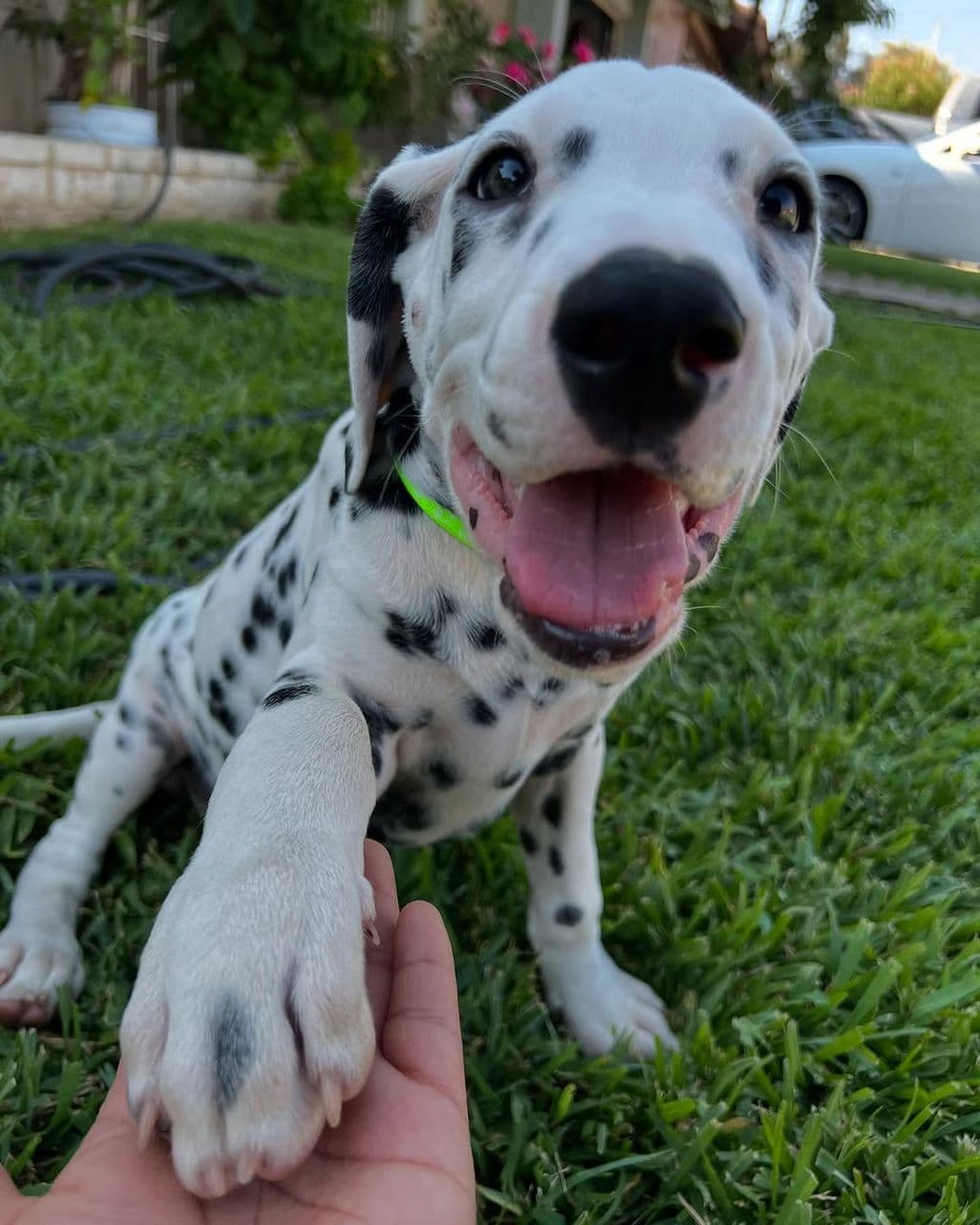 Dalmatian Puppy - Green