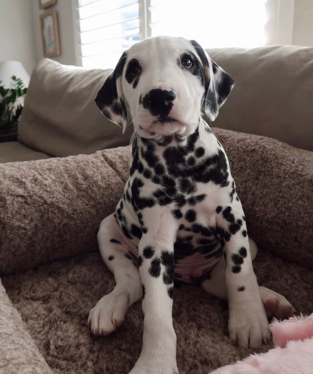 Dalmatian Puppy - Banks