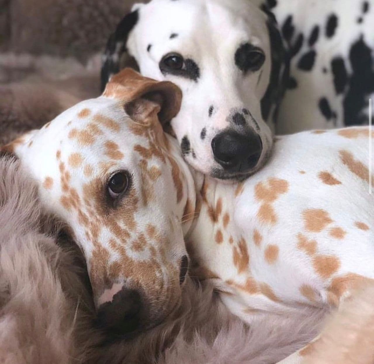 Dalmatian Puppy - Jojo