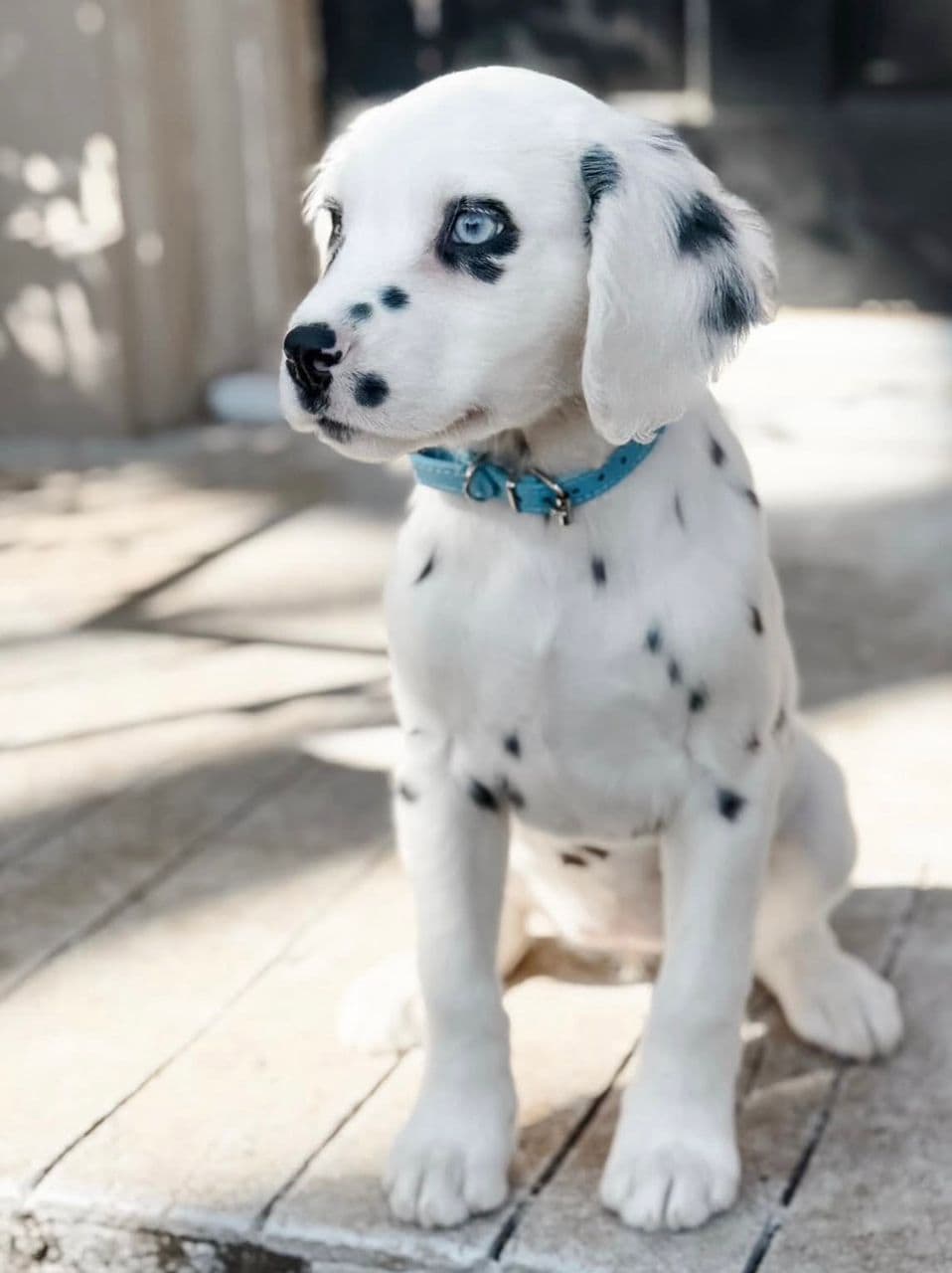 Dalmatian Puppy - kiki