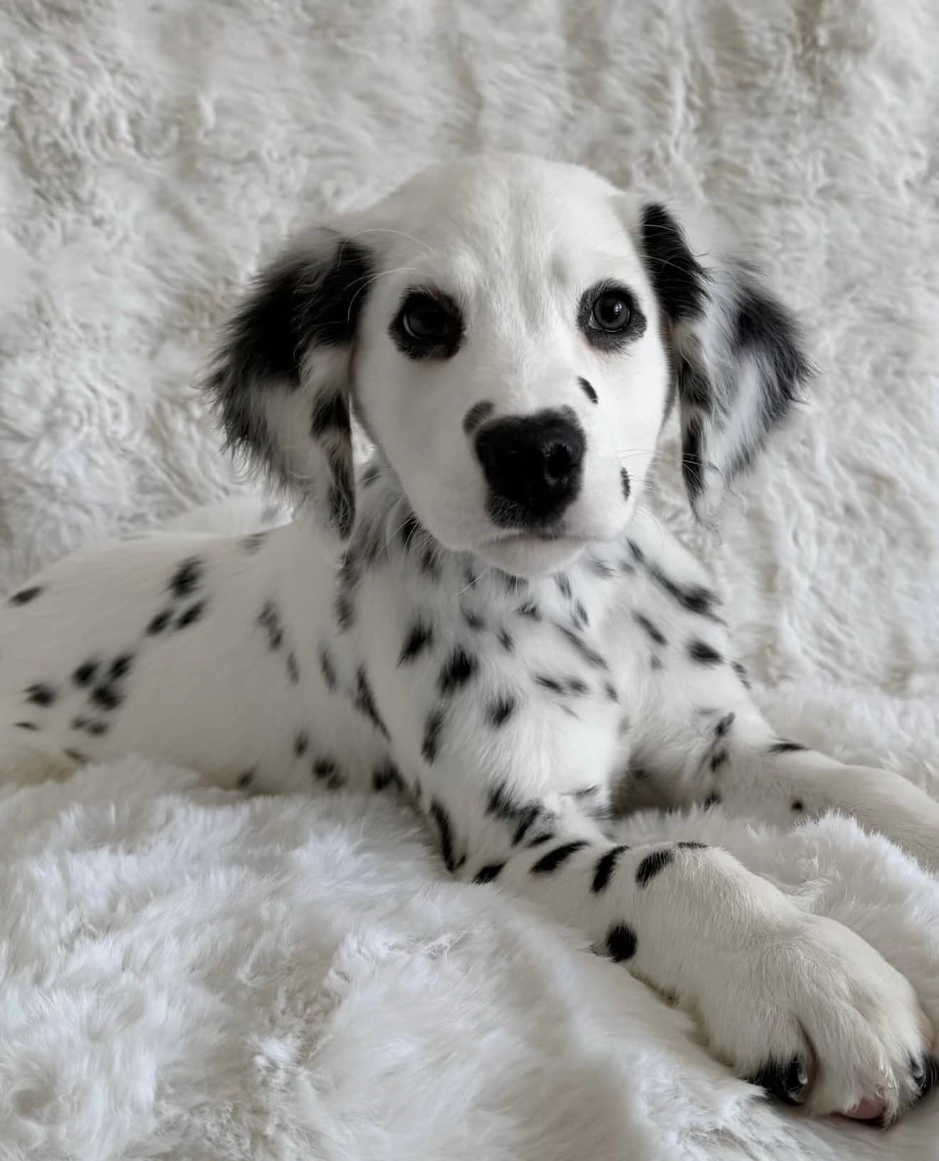 Dalmatian Puppy - King