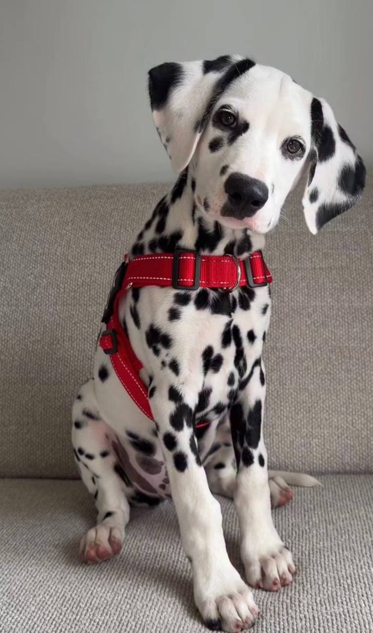 Dalmatian Puppy - Praise