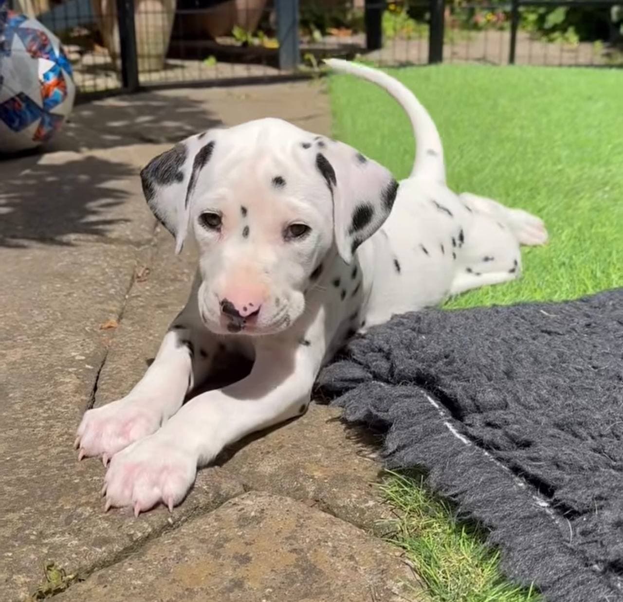 Dalmatian Puppy - Meek