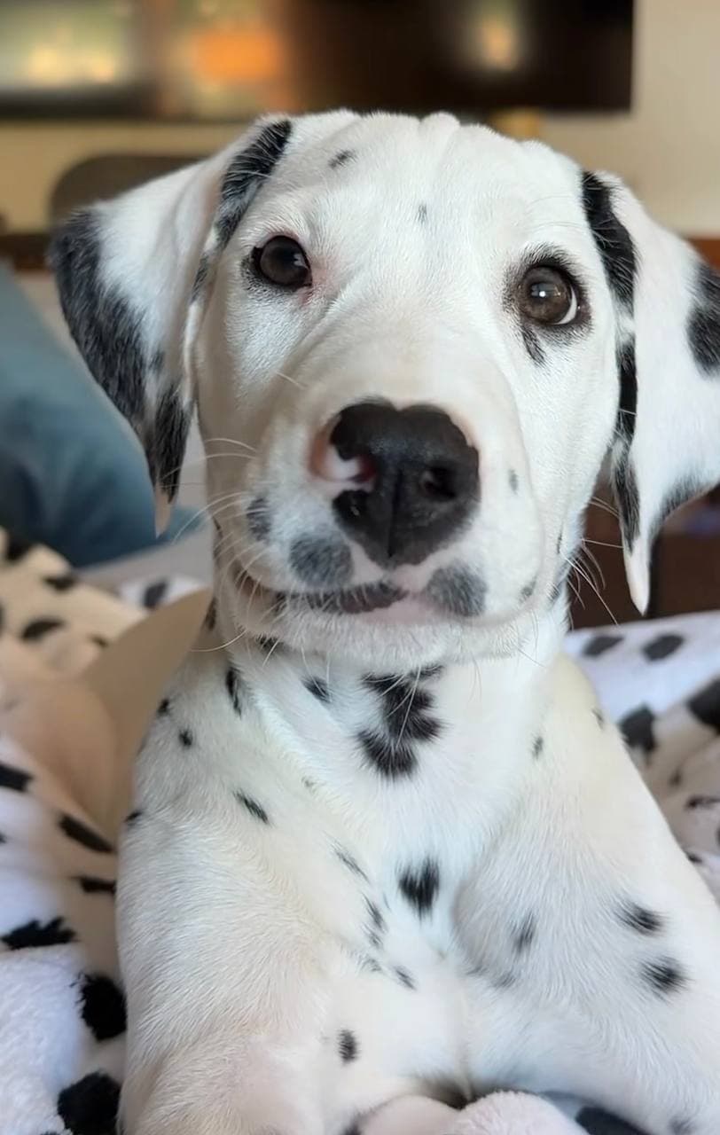 Dalmatian Puppy - Minow